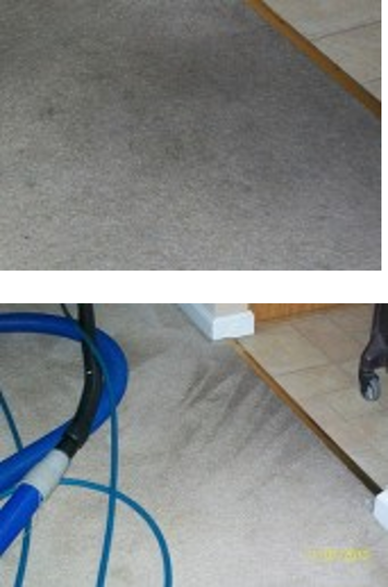 carpet cleaning professional